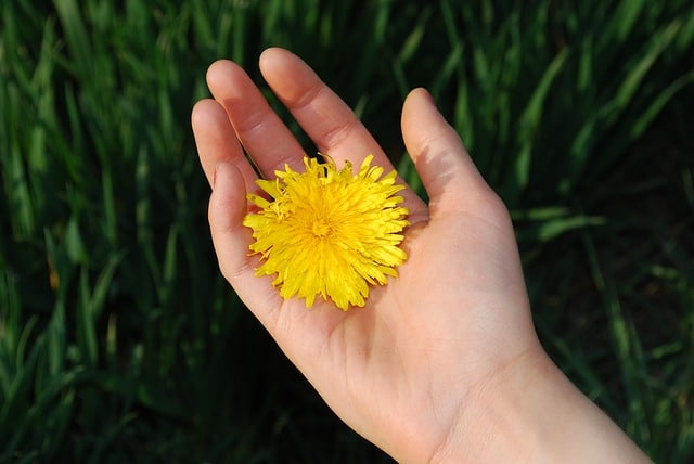 dandelion-image