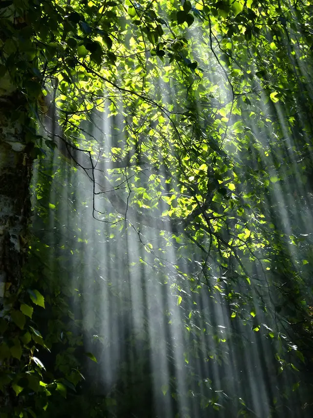 tree-with-brunch-and-green-leaves-during-sunset