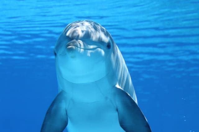white-and-gray-dolphin-on-blue-water